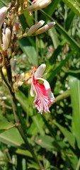 Alpinia officinarum