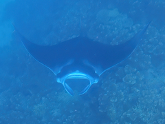 Mobula alfredi