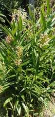 Alpinia officinarum