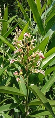 Alpinia officinarum