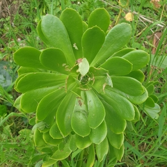 Aeonium