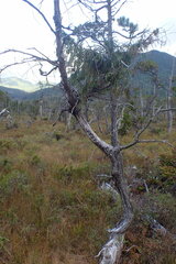 Cupressus nootkatensis