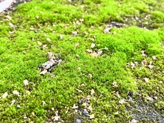 Dicranum montanum