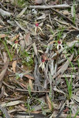 Caladenia fulva