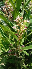 Alpinia officinarum