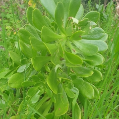 Aeonium