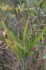Plantago macrocarpa