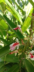 Alpinia officinarum