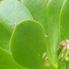 Aeonium