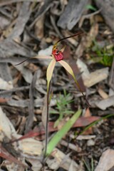 Caladenia fulva