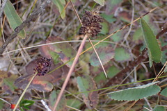 Sanguisorba