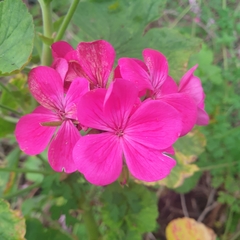 Pelargonium × hybridum