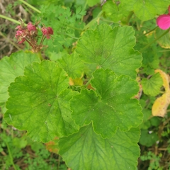 Pelargonium × hybridum