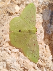 Lissochlora manostigma