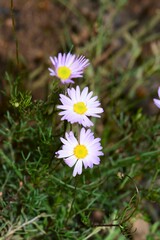 Brachyscome multifida