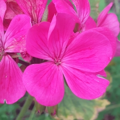 Pelargonium × hybridum