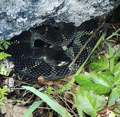 Crotalus oreganus oreganus