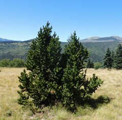 Pinus aristata