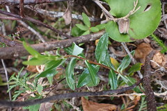 Kalmia microphylla