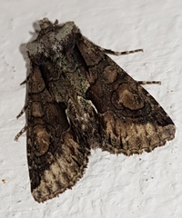 Allophyes oxyacanthae