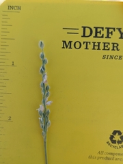 Digitaria californica