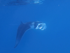Mobula alfredi