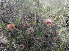 Banksia violacea