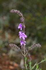 Prostanthera