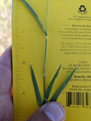 Digitaria californica