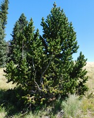 Pinus aristata