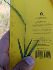 Digitaria californica