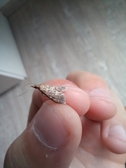 Dolicharthria bruguieralis
