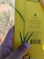 Digitaria californica