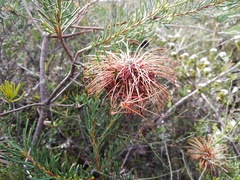 Banksia violacea