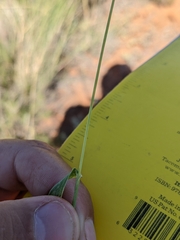 Digitaria californica