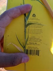 Digitaria californica