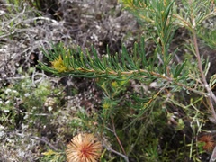 Banksia violacea