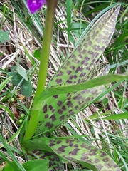 Dactylorhiza lapponica