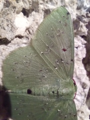 Lissochlora manostigma