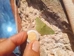 Lissochlora manostigma