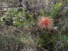 Banksia violacea