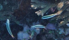 Thalassoma amblycephalus