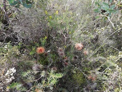 Banksia violacea