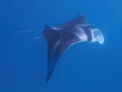 Mobula alfredi