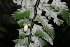 Cteniopinus