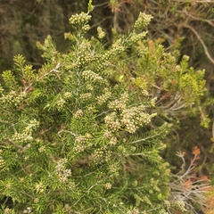 Melaleuca ericifolia