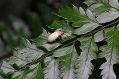 Cteniopinus