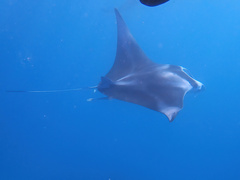 Mobula alfredi