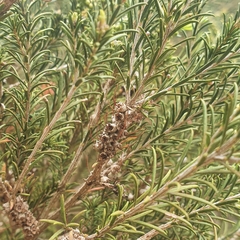 Melaleuca ericifolia