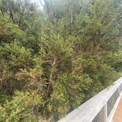 Melaleuca ericifolia